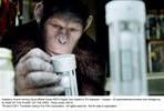 EventGalleryImage_2011_rise_of_the_planet_of_the_apes_006.jpg
