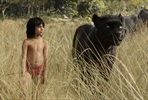 EventGalleryImage_The-Jungle-Book-004.jpg